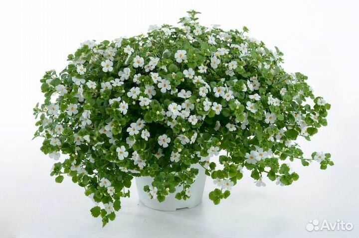 Бакопа вегетативная 7 сортов (0,1л)