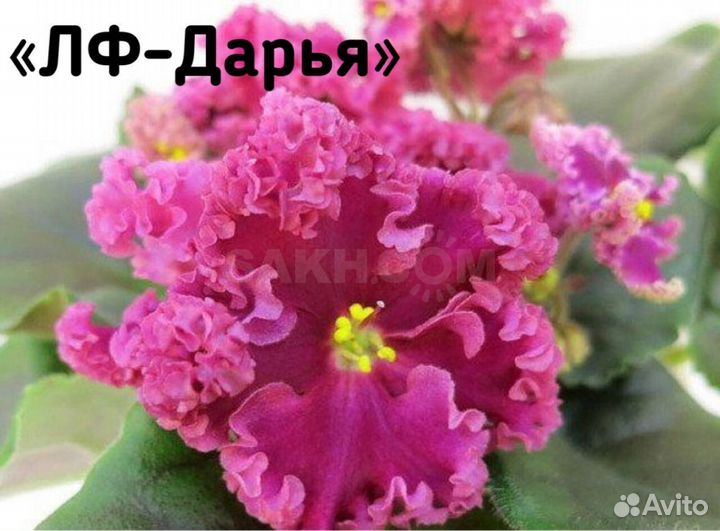 Детки сортовых фиалок