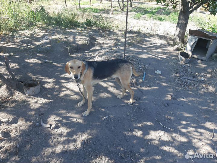 Русская гончая щенок