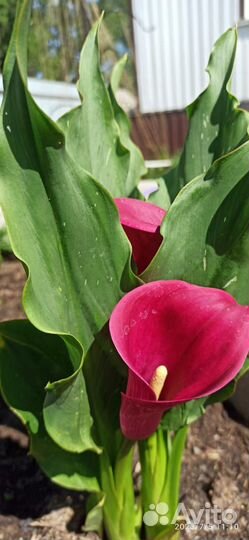 Клубни каллы