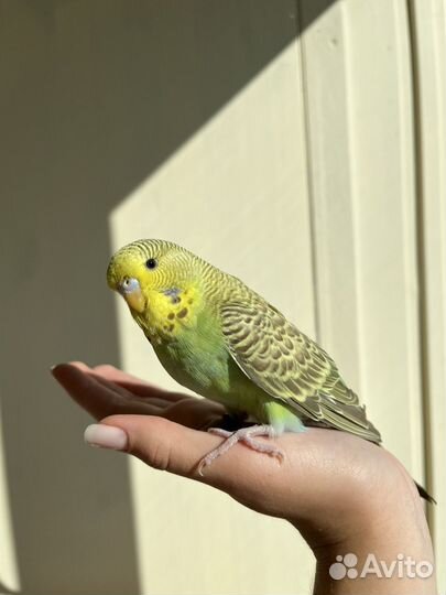 Ввп чех, выставочный волнистый попугай