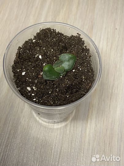 Суккуленты