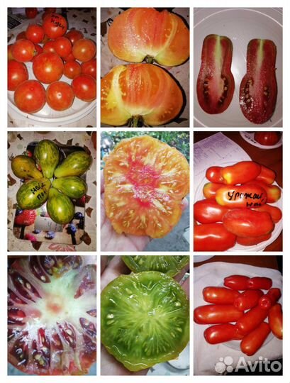 Семена помидор