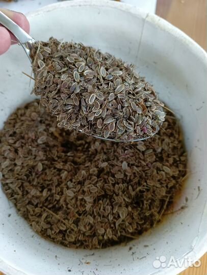 Укроп (семена)