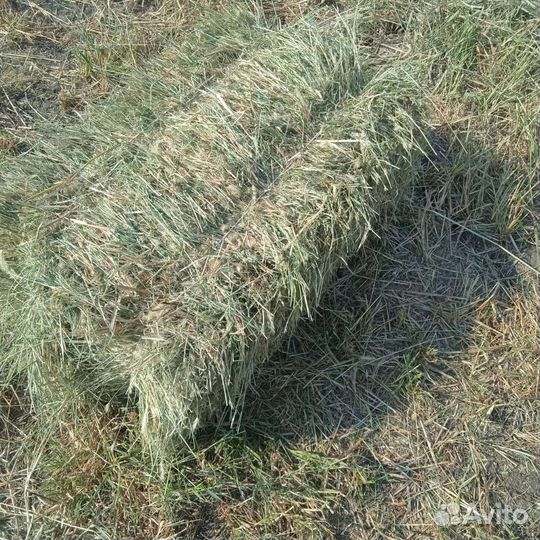 Сено в квадратных тюках
