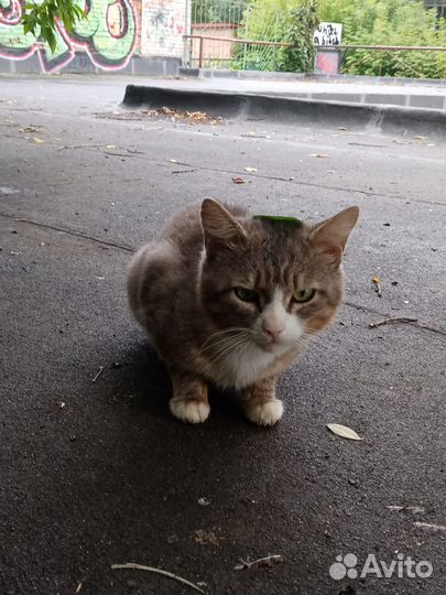 Коты бесплатно