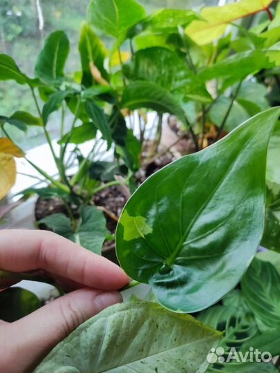 Алоказия гагеана вариег