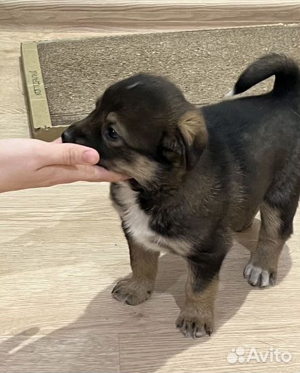 Щенок девочка и мальчик в добрые руки даром
