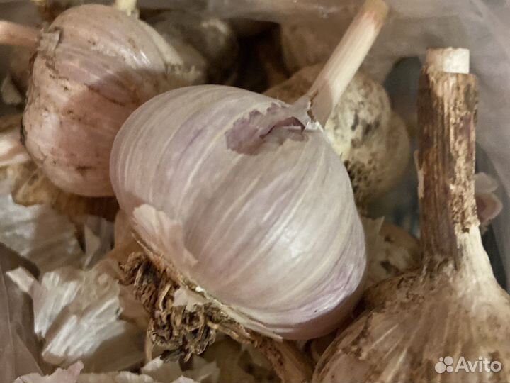 Чеснок