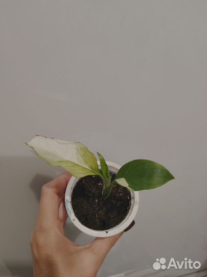 Спатифиллум picasso (пикассо)