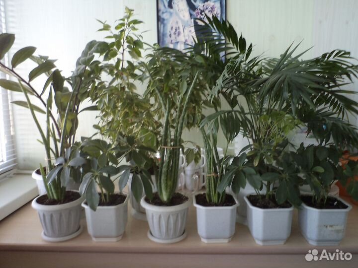 Комнатные цветы