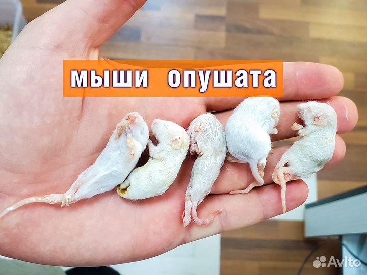 Кормовые грызуны (Заморозка) Мыши Крысы Цыплята