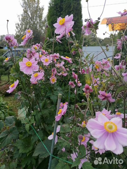 Анемона гибридная