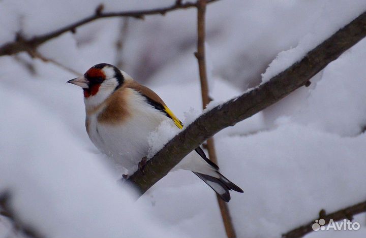 Лесные птицы