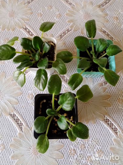 Фиалка детки, сорт нд уральские самоцветы