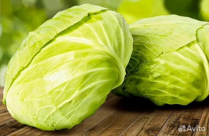 Рассада капусты