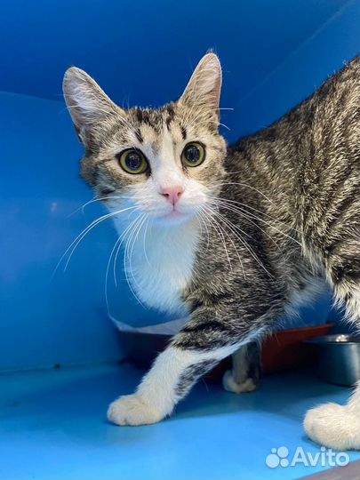 Кошки в добрые руки