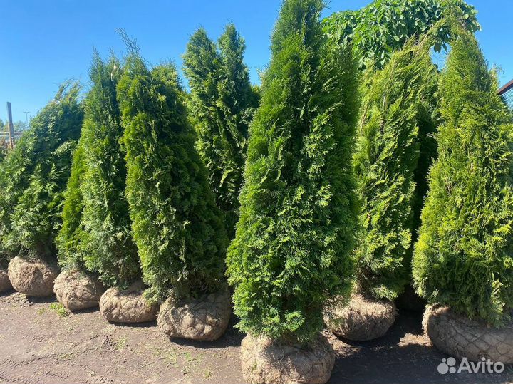 Туя Смарагд