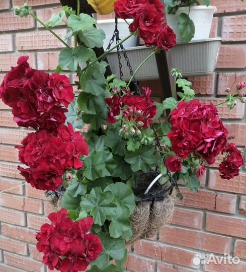 Герань пеларгония