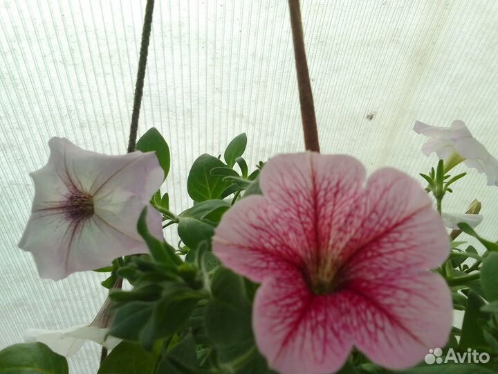 Продам рассаду петунии