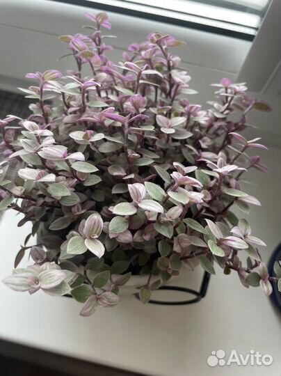 В наличии Каллизия розовая пантера в кашпо