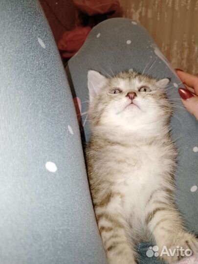 Котёнок
