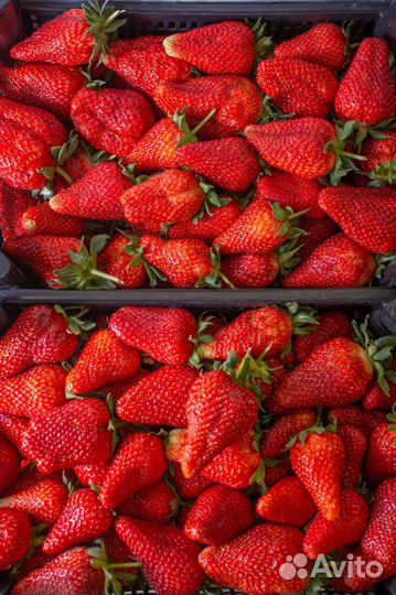 Клубника свежая