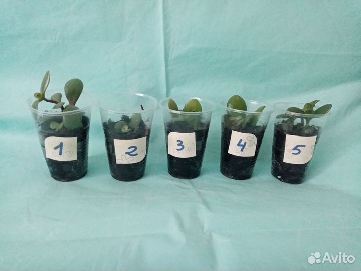 Крассула Толстянка Денежное дерево отростки