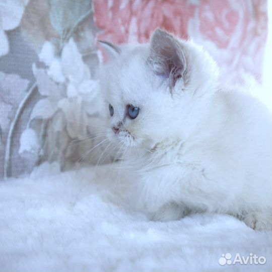Британские котята