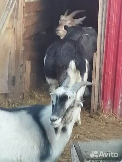 Козы, Бараны