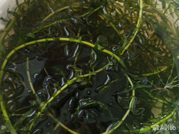 Водоросли для аквариума