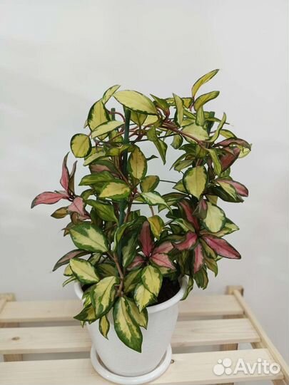 Комнатные растения цветы