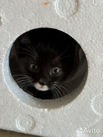 Котята в добрые руки приучены к лотку