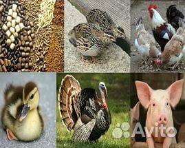 Зерно, Комбикорм