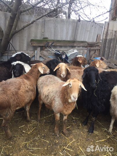 Овцы Матки котные