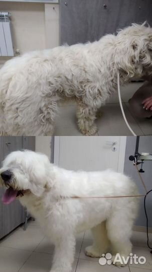 Стрижка.Экспресс- линька собак и кошек