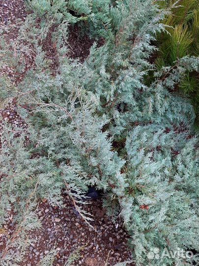 Можевельник Грей Оул голубой