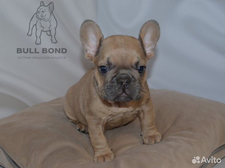 Французский бульдог щенок голубо-палевый