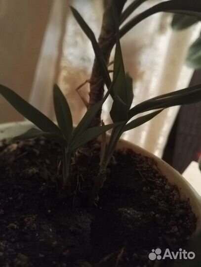 Пальма драцена кактус фикус