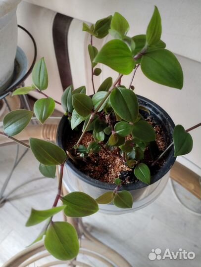 Традесканция фата невесты