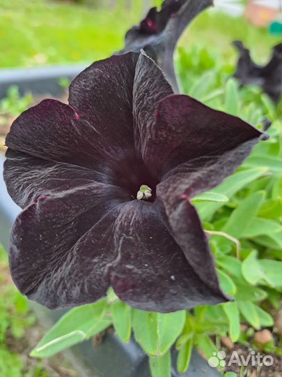 Петуния Дебонэйр Блек Черри черная