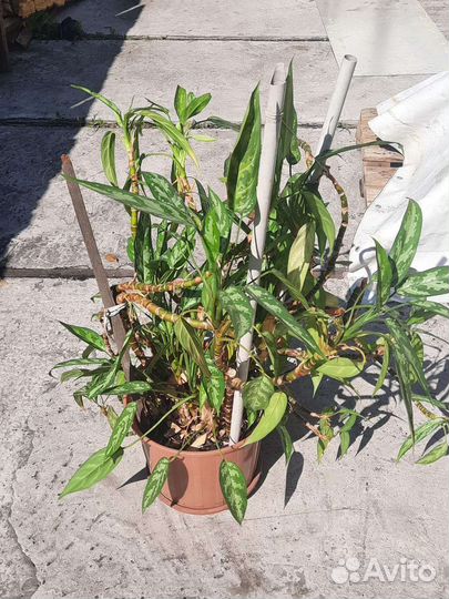 Комнатное растение аглаонема