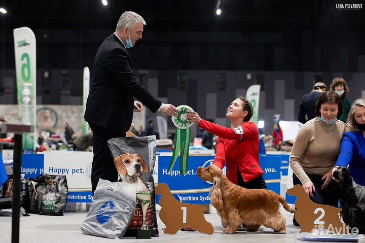 Услуги Хендлера