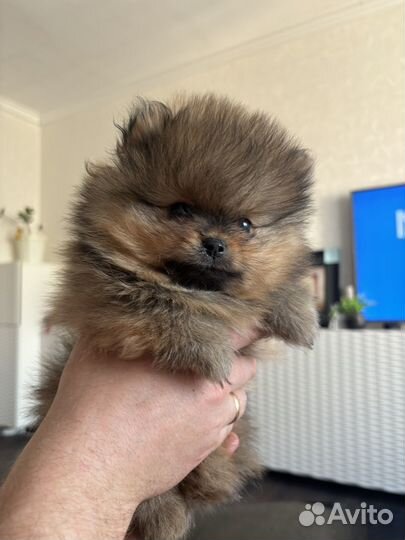 Щенки шпица