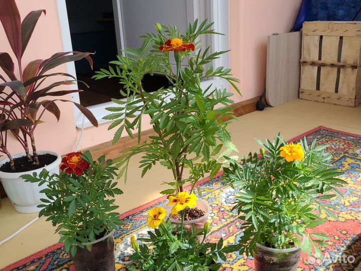 Бархатцы низкорослые