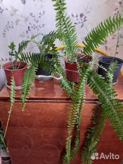 Папоротник комнатный