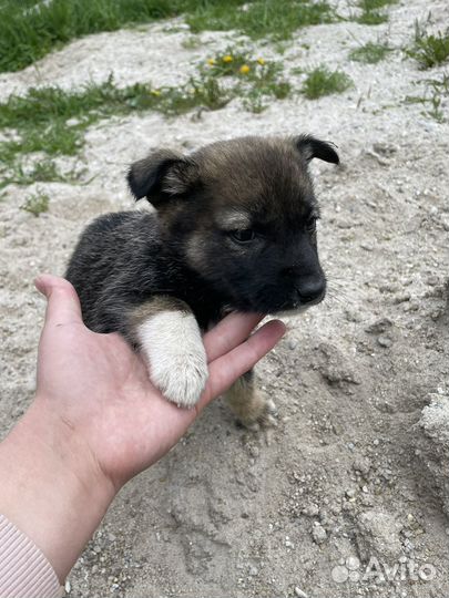 Щенок в добрые руки бесплатно