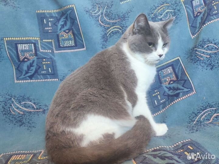 Кошечка Ляля