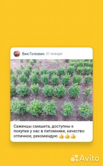 Саженцы самшита