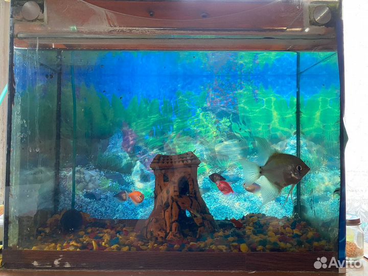 Аквариум